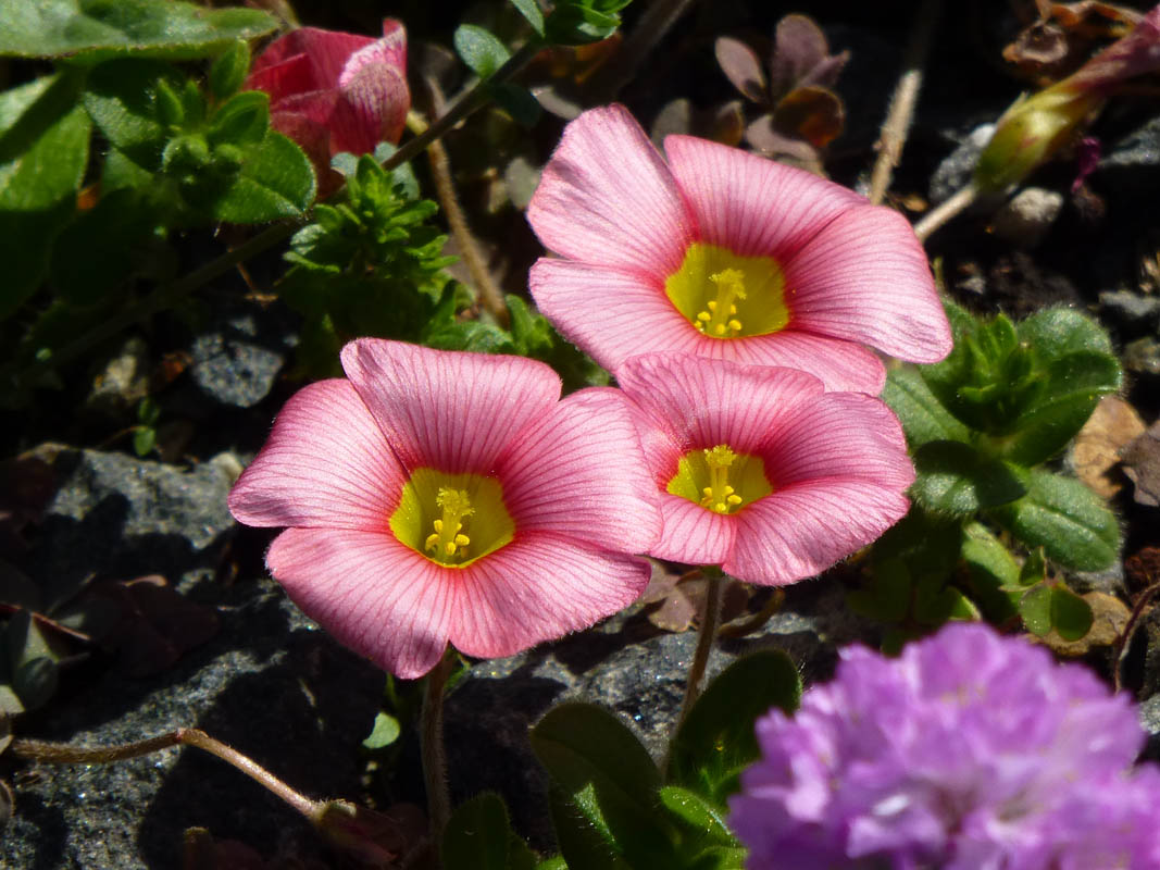 Oxalis obtusa photo
